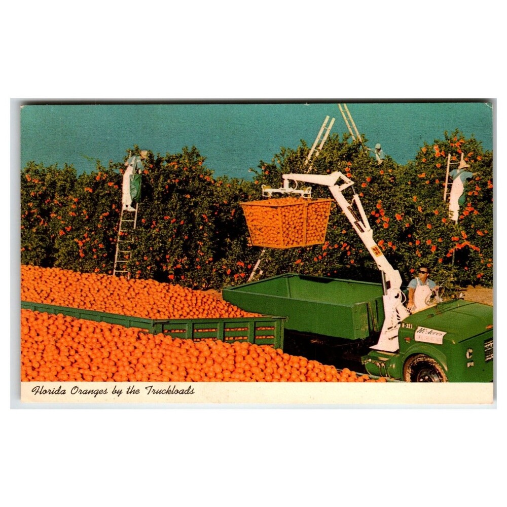 Vintage 1970 Florida Orange Grove Harvest Postcard Curteichcolor Chrome